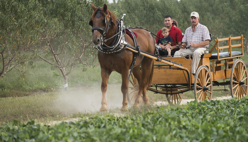 Circle C Outfitters provided carriage rides for the guests. John Gallo holds Konner Gallo while Wayne Conner leads Joe through the peach orchards. BY DENY HOWETH